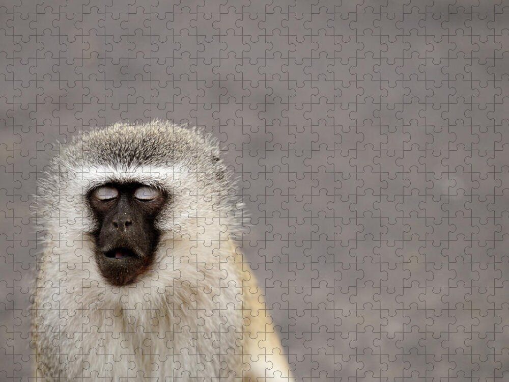 Animal Themes Jigsaw Puzzle featuring the photograph Portrait Of A Vervet Monkey Chlorocebus by Kerstin Geier