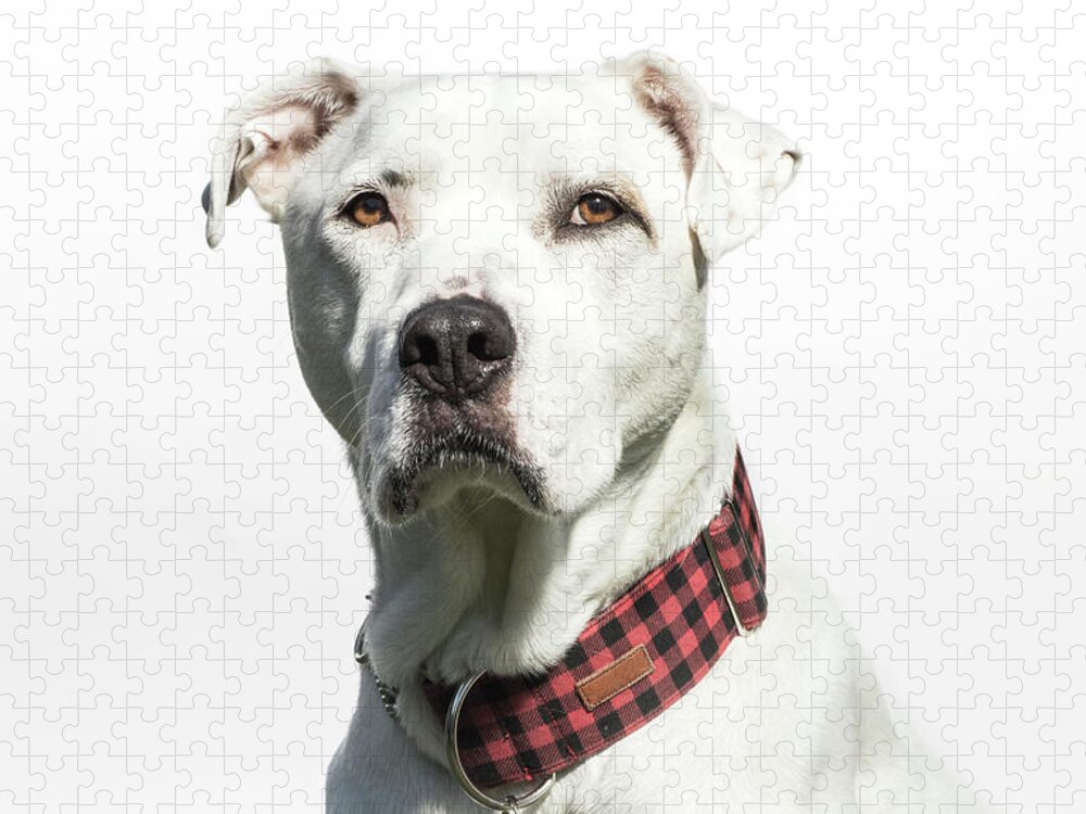 Pets Jigsaw Puzzle featuring the photograph Portrait Of A White American Bulldog by Amandafoundation.org