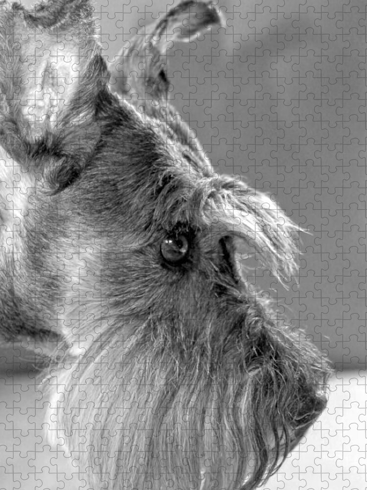 Miniature Schnauzer Jigsaw Puzzle featuring the photograph Portrait of Gretl by Andrea Lazar