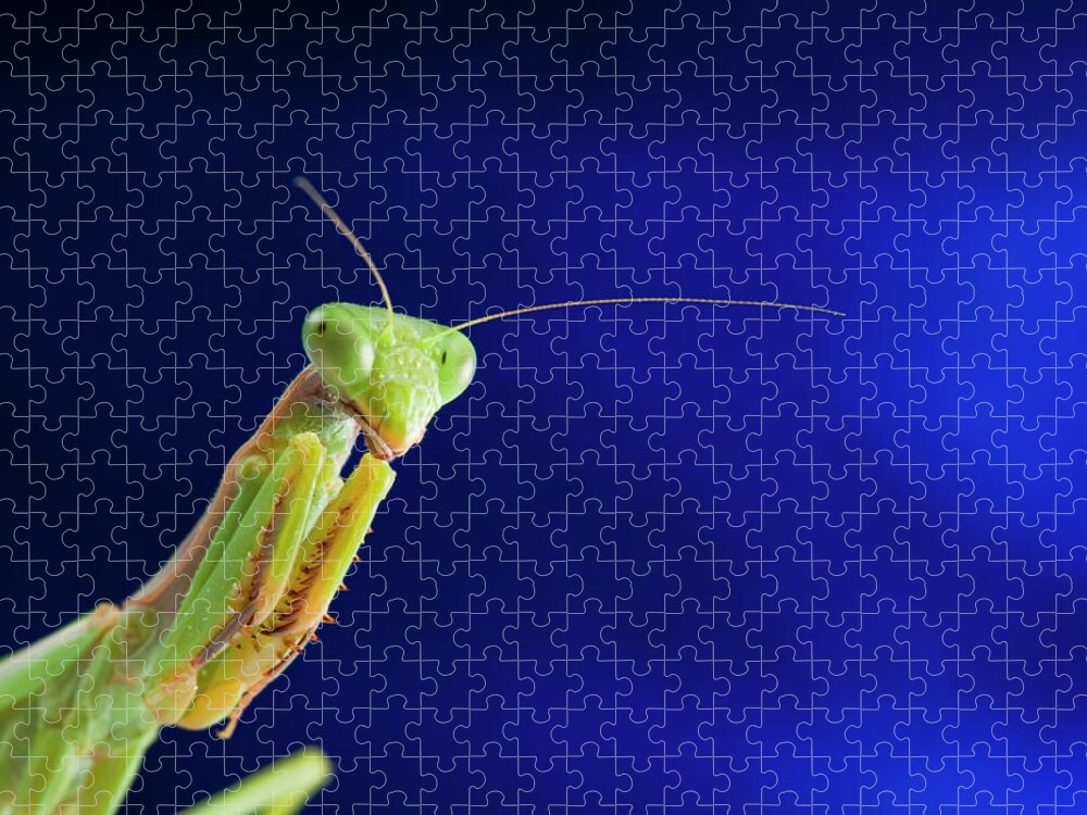 Insect Jigsaw Puzzle featuring the photograph Praying Mantis Portrait by Imv