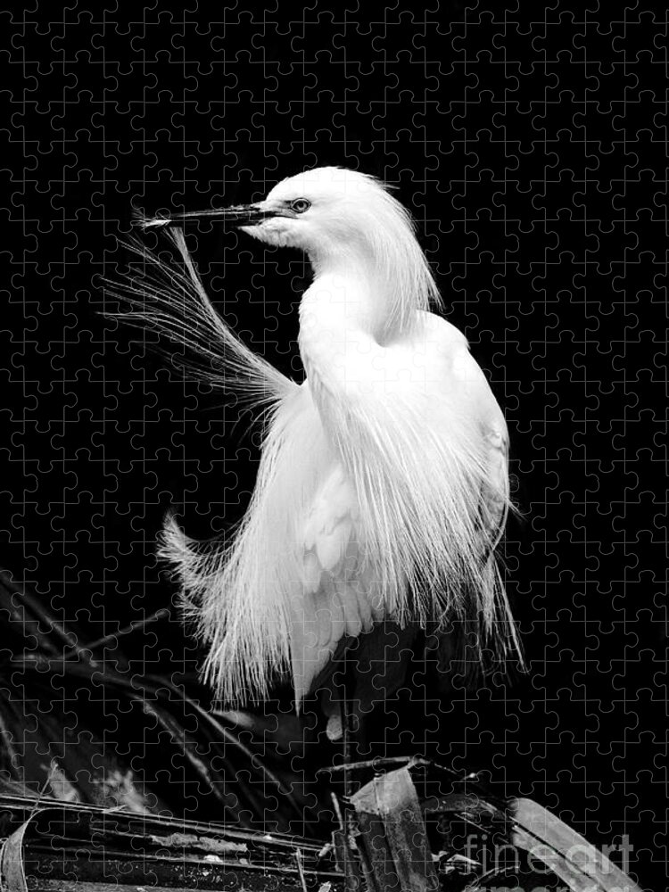 Snowy Egret Jigsaw Puzzle featuring the photograph Preening Egret by Jayne Carney