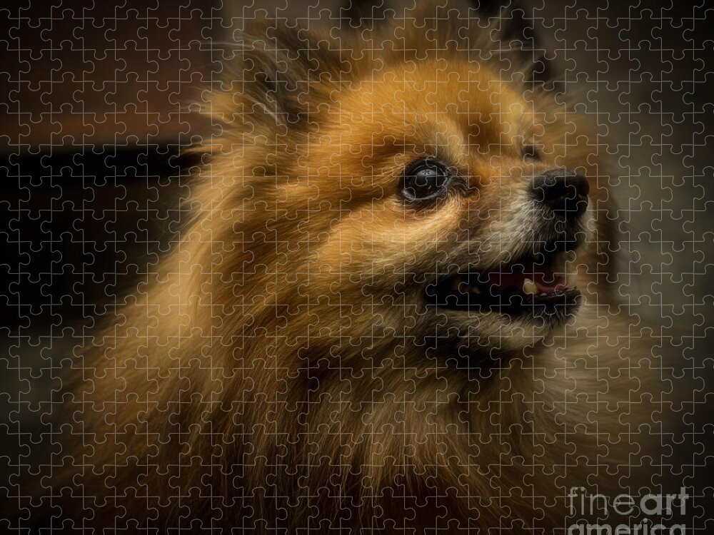 Pomeranian Jigsaw Puzzle featuring the photograph Pretty Boy by Toma Caul