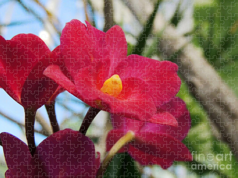 Pink Flower Jigsaw Puzzle featuring the photograph Pretty Pink by Kristine Widney