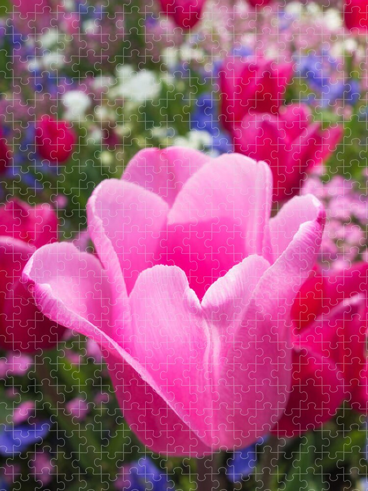 Tulip Jigsaw Puzzle featuring the photograph Pretty pink tulip and field with flowers and tulips by Matthias Hauser