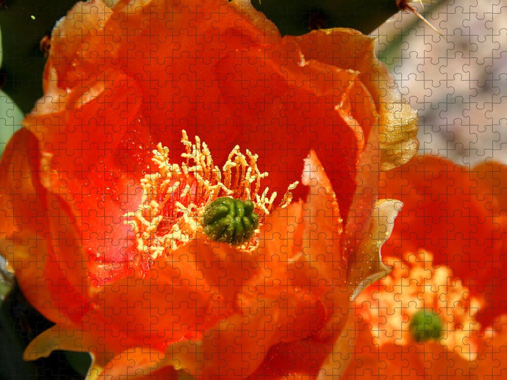 Cactus Jigsaw Puzzle featuring the photograph Prickly Pear in Bloom by Joe Kozlowski
