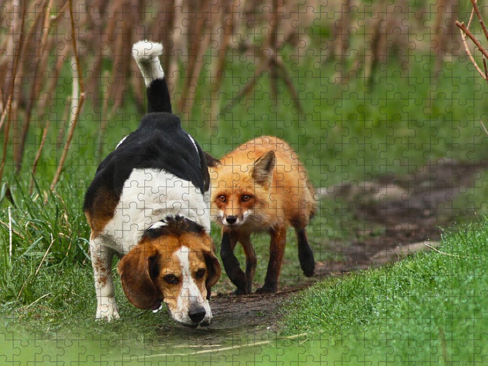 Animals Jigsaw Puzzle featuring the photograph Probably the World's Worst Hunting Dog by Mircea Costina Photography