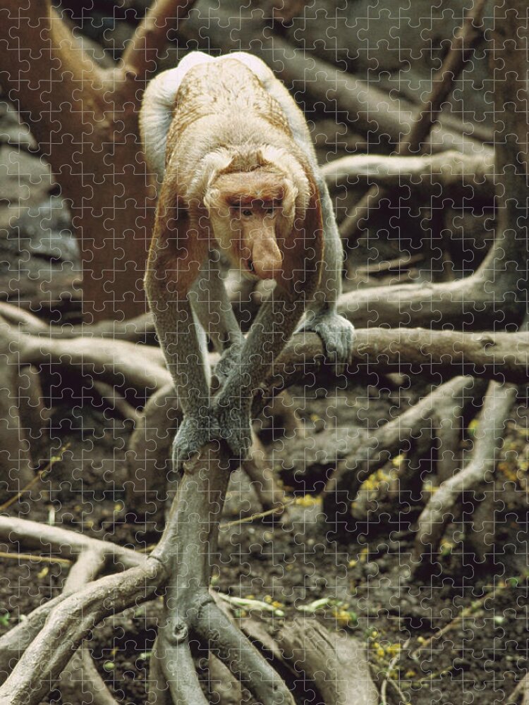 Feb0514 Jigsaw Puzzle featuring the photograph Proboscis Monkey Borneo by Gerry Ellis