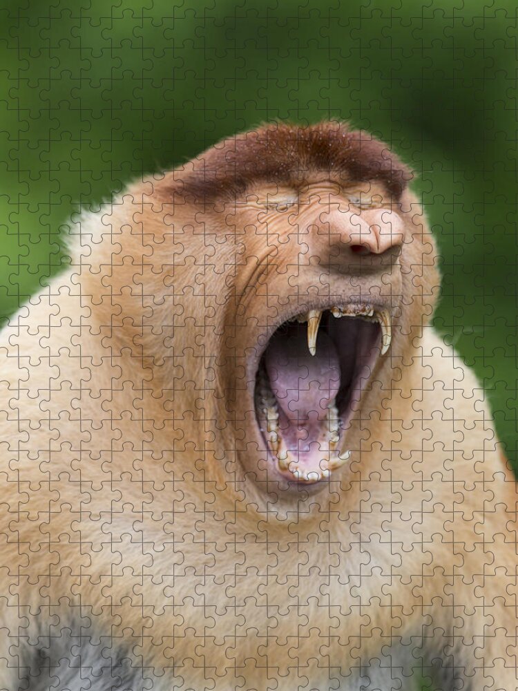 Suzi Eszterhas Jigsaw Puzzle featuring the photograph Proboscis Monkey Dominant Male Yawning by Suzi Eszterhas