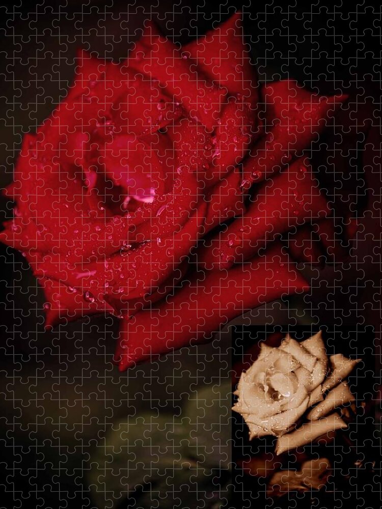 Rose Jigsaw Puzzle featuring the photograph Promise of Tomorrow by DigiArt Diaries by Vicky B Fuller