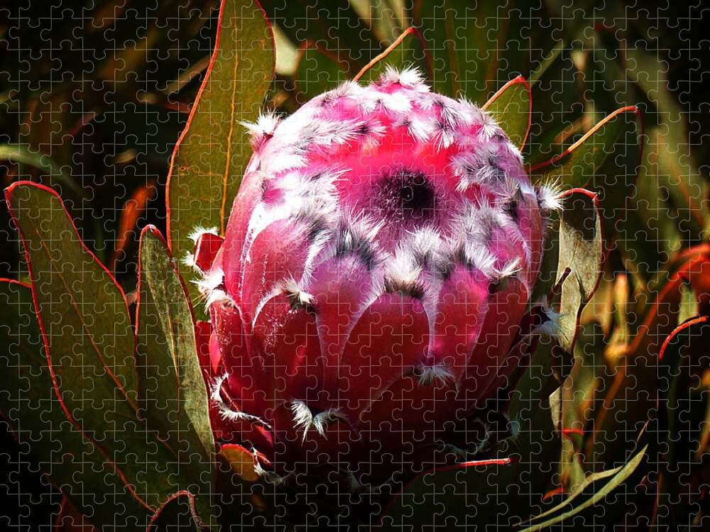 Protea Jigsaw Puzzle featuring the photograph Protea Flower 7 by Xueling Zou