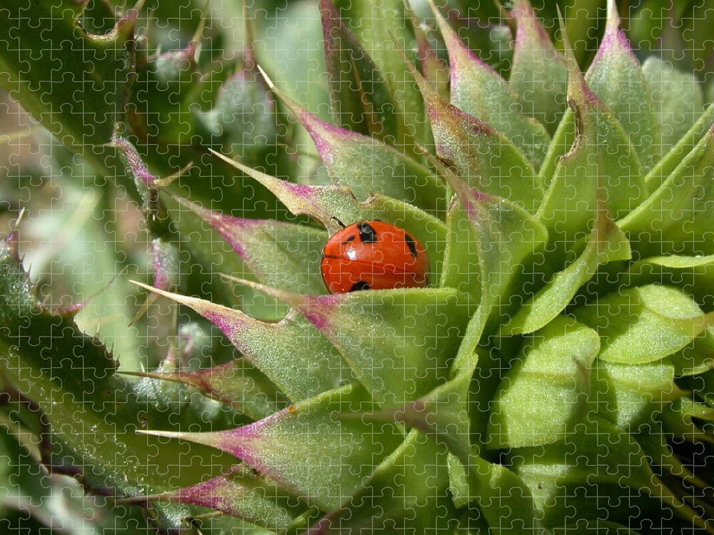 Ladybug Jigsaw Puzzle featuring the photograph Protection by Shane Bechler