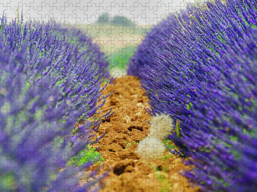 In A Row Jigsaw Puzzle featuring the photograph Provence by Alessandro Giorgi Art Photography