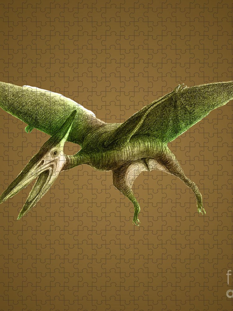 Pterodactyloidea Collection of Photo Prints and Gifts