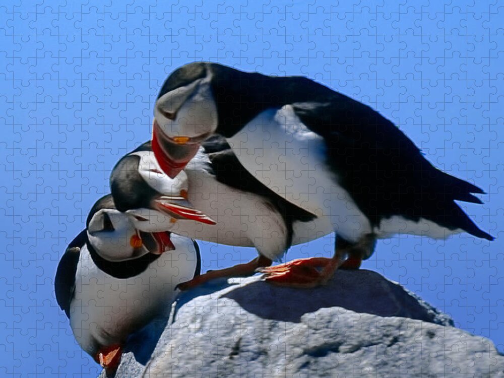 Puffins Jigsaw Puzzle featuring the photograph Puffins Discussin by Marty Saccone
