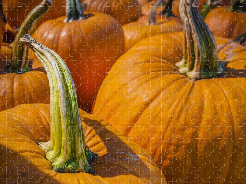 Pumpkin Jigsaw Puzzle featuring the photograph Pumpkin Patch by Scott Campbell
