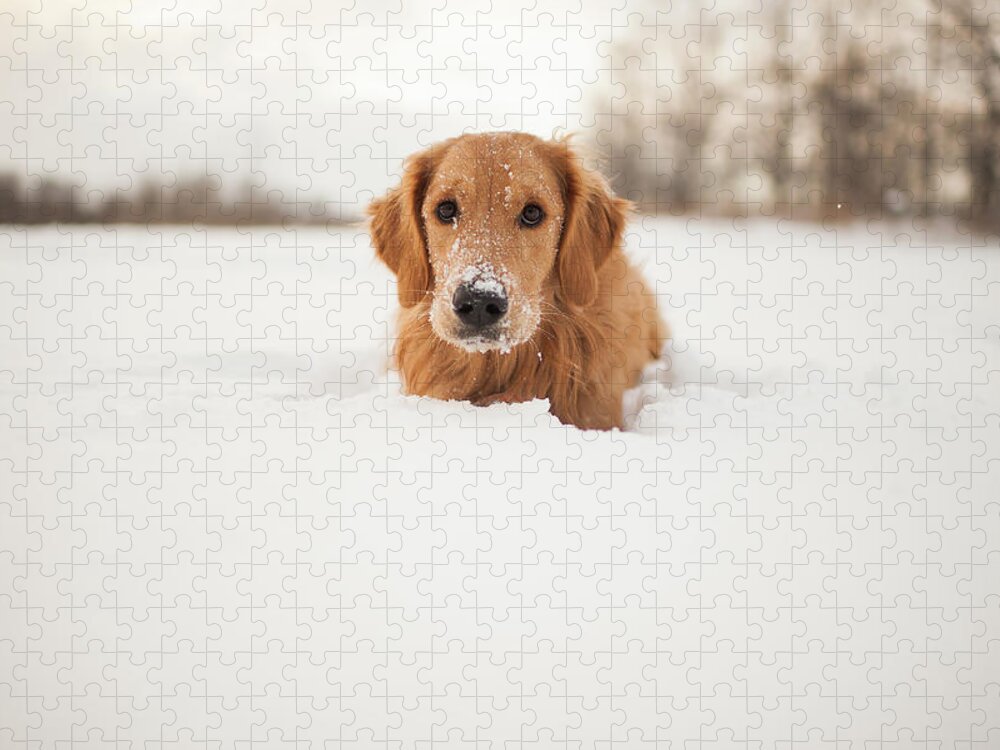 Pets Jigsaw Puzzle featuring the photograph Puppy In The Snow by Stacey Montgomery Photography