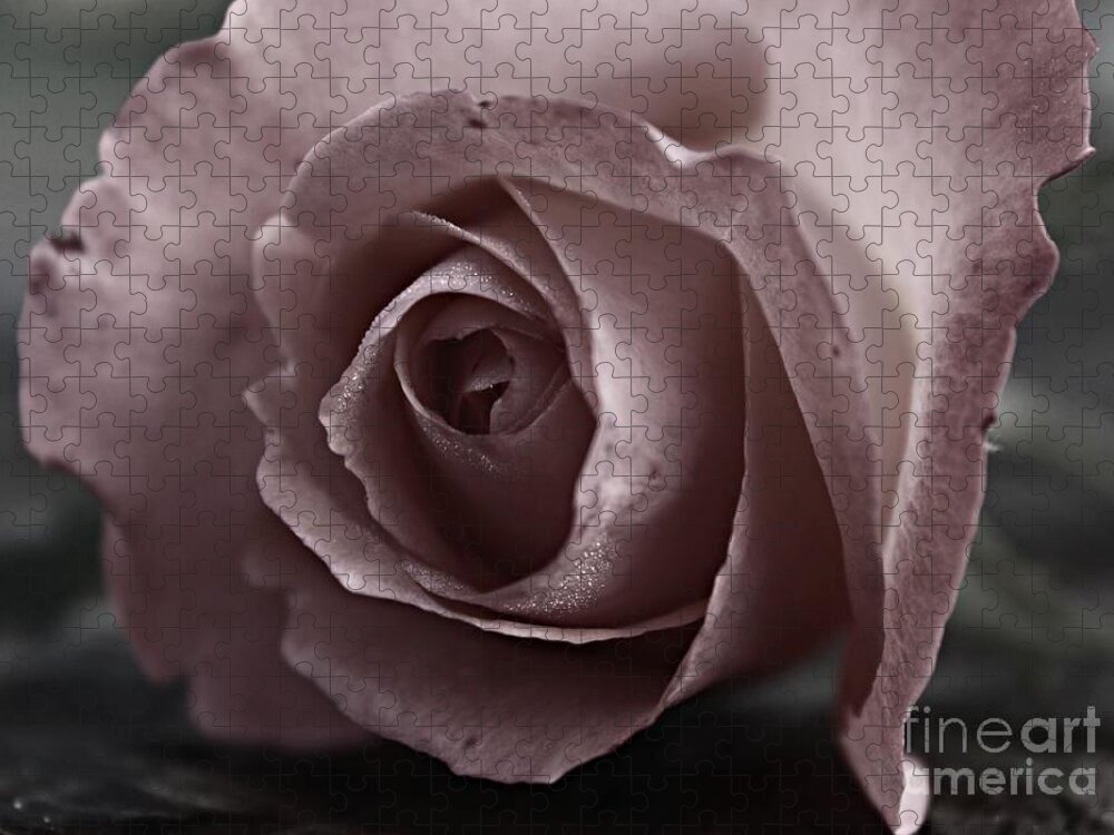 Rose Jigsaw Puzzle featuring the photograph Pure Love by Clare Bevan