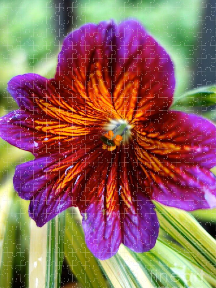 Petals Jigsaw Puzzle featuring the photograph Purple and Orange by Jacqueline Athmann