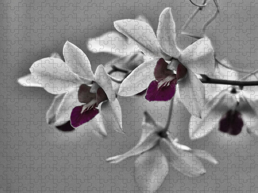 Orchid Jigsaw Puzzle featuring the photograph Purple And Pale Green Orchids - Black and White by Stuart Litoff