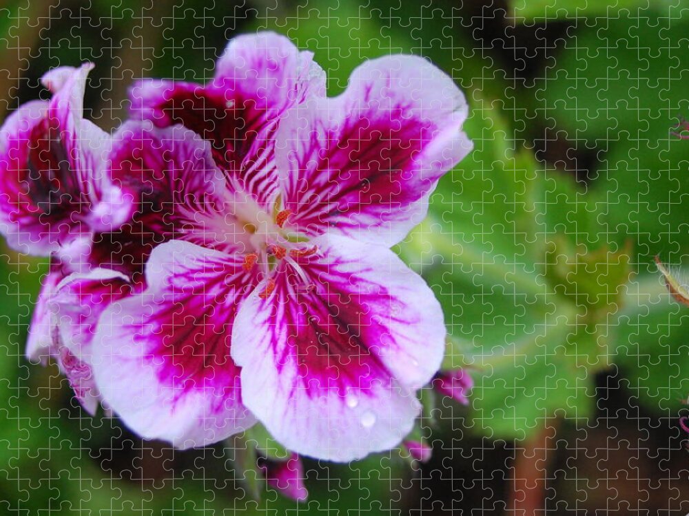 Flower Jigsaw Puzzle featuring the photograph Purple and White Flowers by Amy Fose