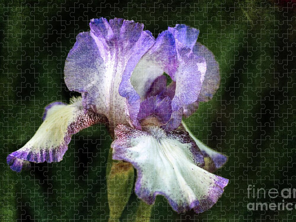 Purple And White Iris Jigsaw Puzzle featuring the photograph Purple and White Iris by Tamara Becker