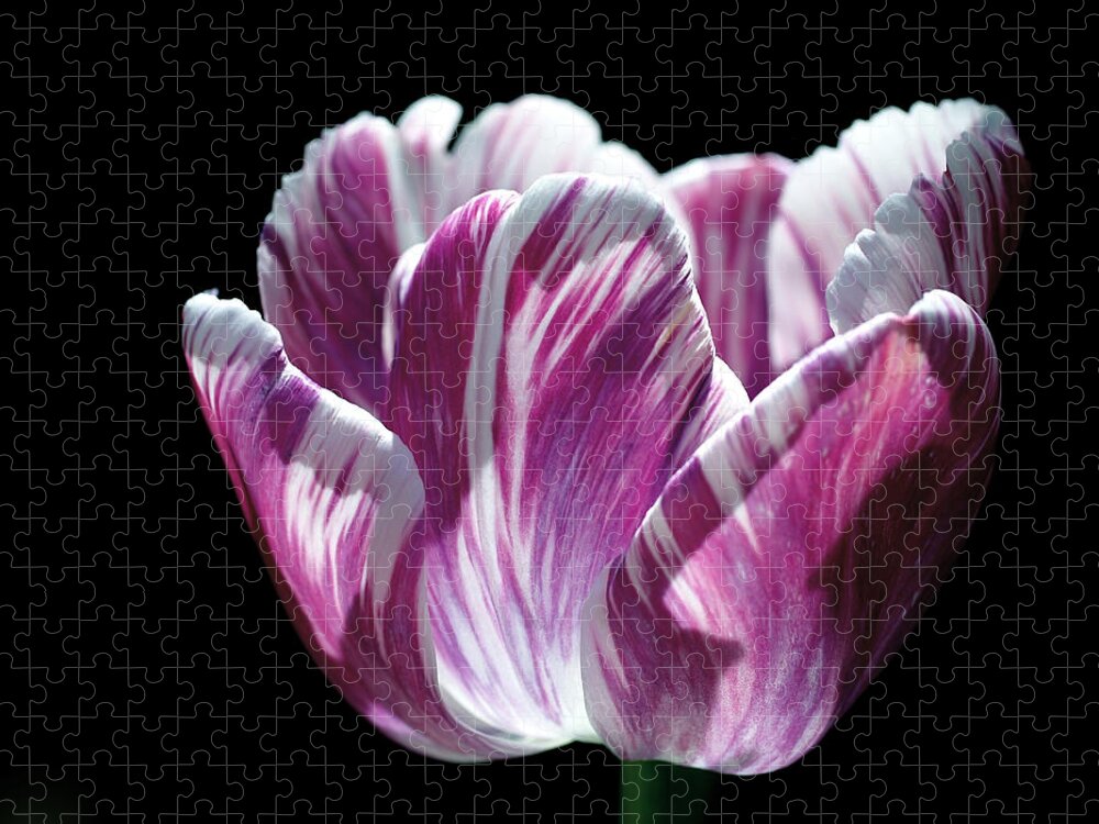 Tulip Jigsaw Puzzle featuring the photograph Purple and White Marbled Tulip by Rona Black