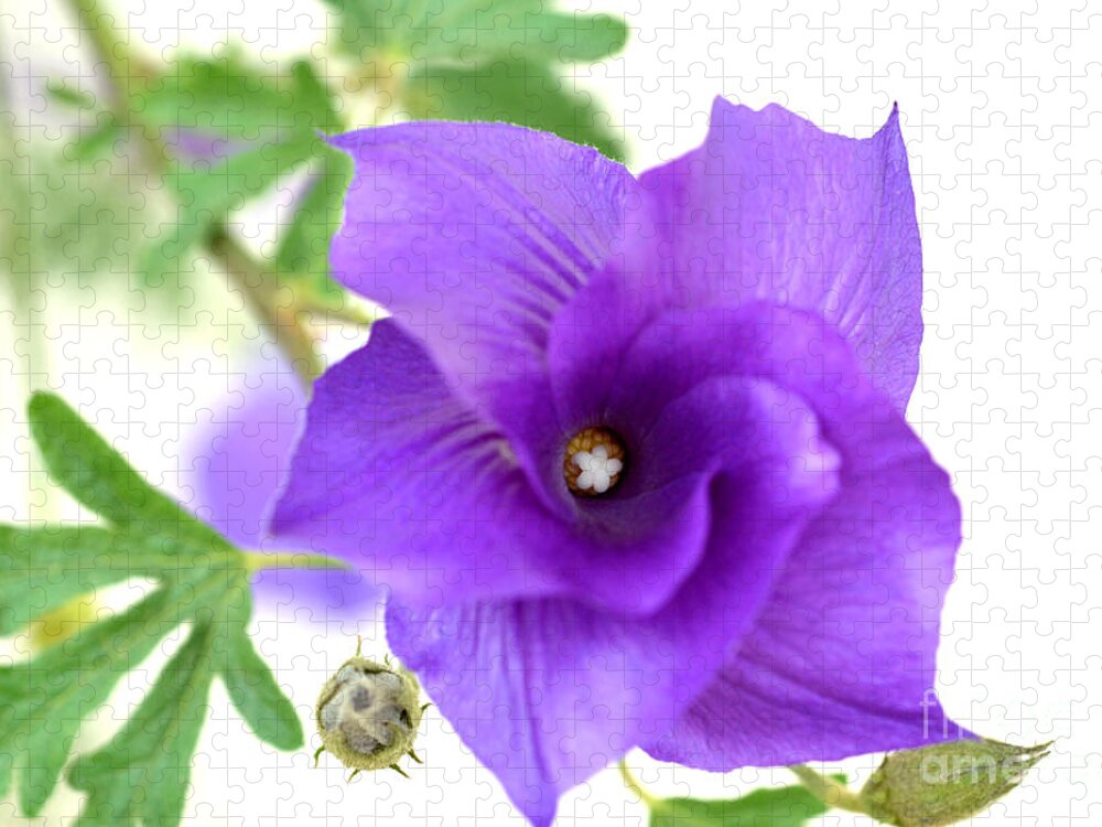 Blue Hibiscus Jigsaw Puzzle featuring the photograph Purple Delicacy by Deb Halloran
