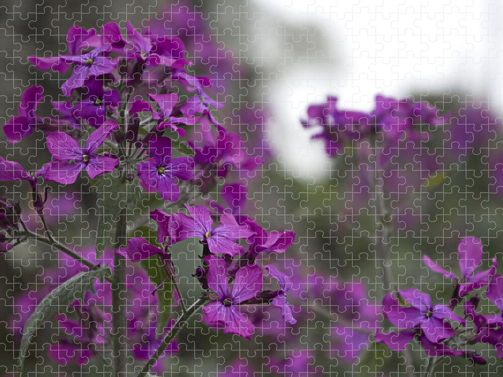 Purple Flowers Jigsaw Puzzle featuring the photograph Purple Flowers by Sharon Popek
