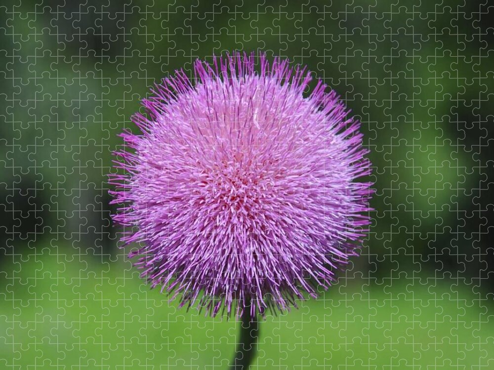 Photograph Jigsaw Puzzle featuring the photograph Purple Fuzz by Richard Gehlbach