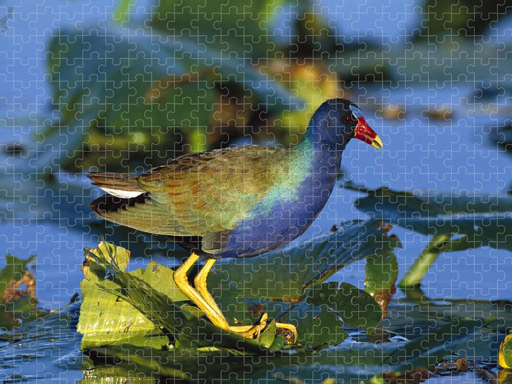 Feb0514 Jigsaw Puzzle featuring the photograph Purple Gallinule On Lily Pads Everglades by Tom Vezo