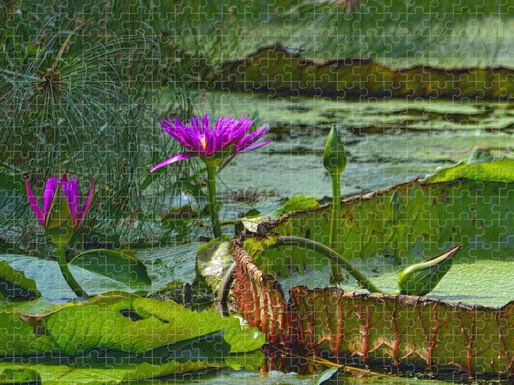 Victoria Lily Jigsaw Puzzle featuring the photograph Purple Lotus on the Pond by Nadalyn Larsen