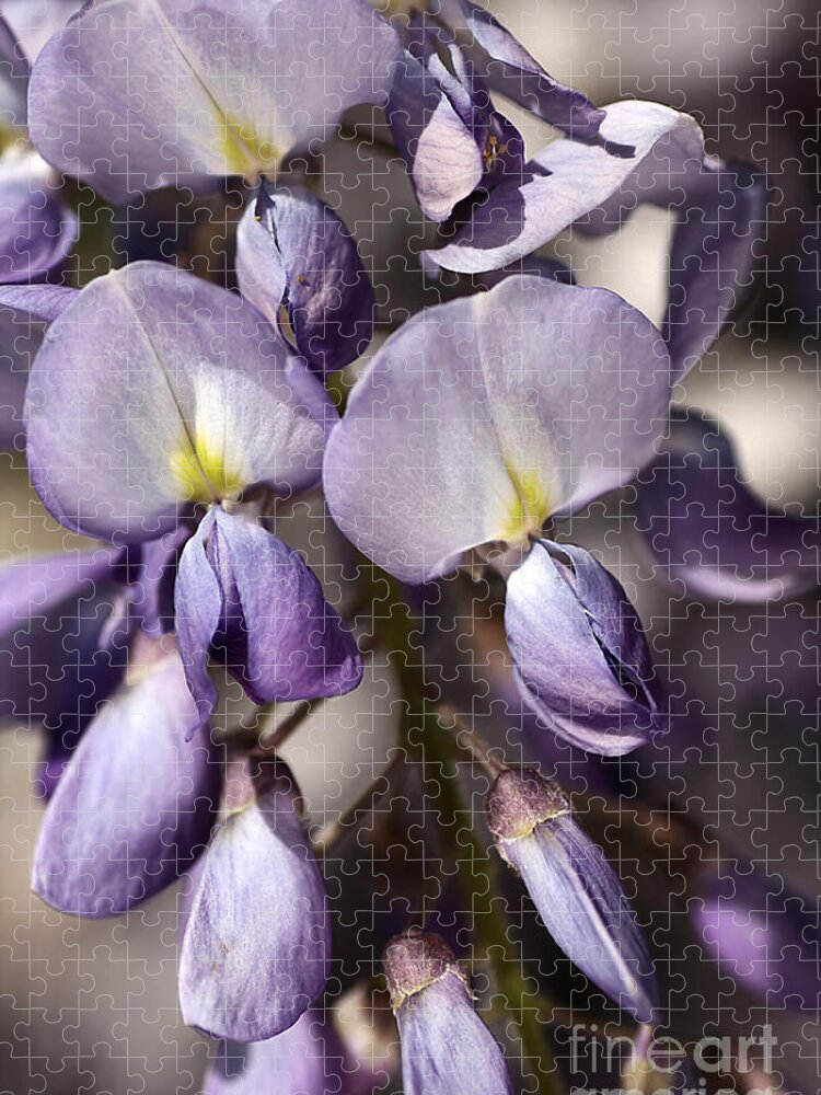 Wisteria Jigsaw Puzzle featuring the photograph Purple Of Wisteria by Joy Watson