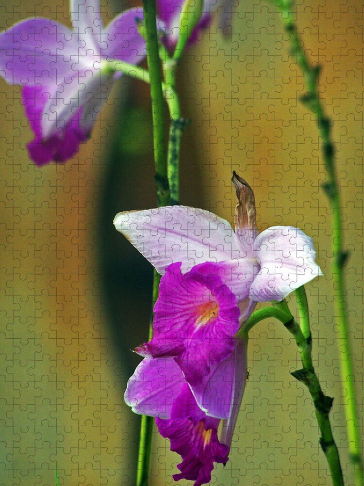 Flowers Jigsaw Puzzle featuring the photograph Purple Orchid by Jennifer Robin