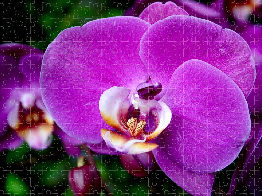 Orchid Jigsaw Puzzle featuring the photograph Purple Orchid by Rona Black
