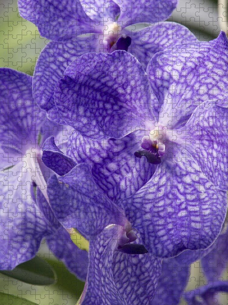 Orchids Jigsaw Puzzle featuring the photograph Purple orchids by Elena Perelman