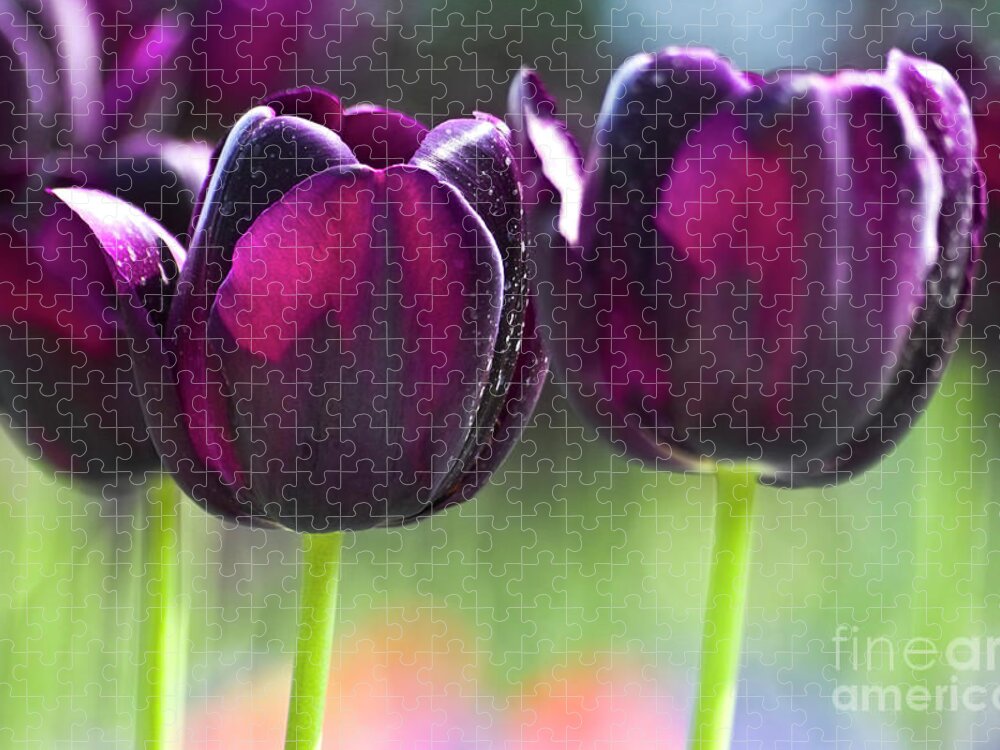 Tulip Jigsaw Puzzle featuring the photograph Purple tulips by Heiko Koehrer-Wagner