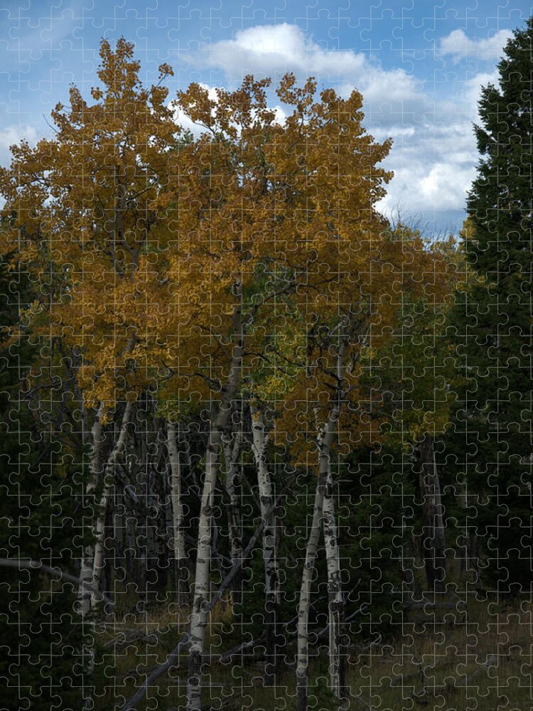 Gold Jigsaw Puzzle featuring the photograph Quaking Aspen by Frank Madia