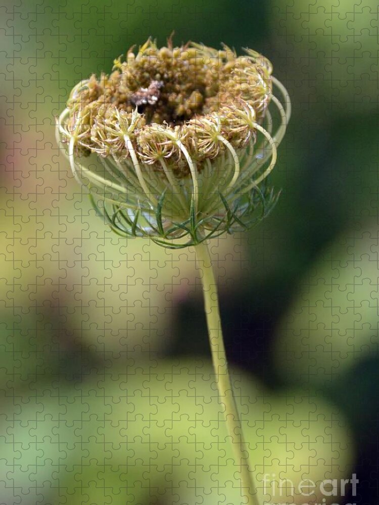 Plant Jigsaw Puzzle featuring the photograph Queen Anne's Dried Lace by Lynellen Nielsen