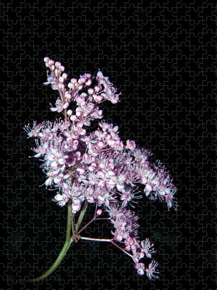 Queen Of The Prairie Jigsaw Puzzle featuring the photograph Queen of the Prairie Meadowsweet by Andrea Lazar