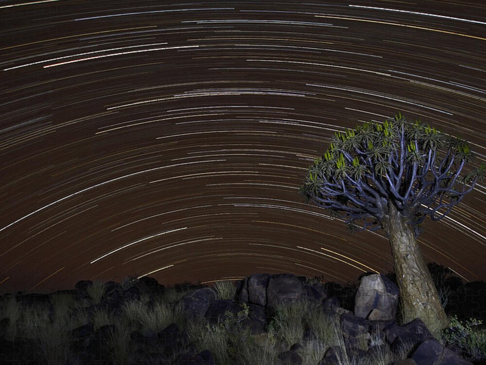 Vincent Grafhorst Jigsaw Puzzle featuring the photograph Quiver Tree And Star Trails by Vincent Grafhorst