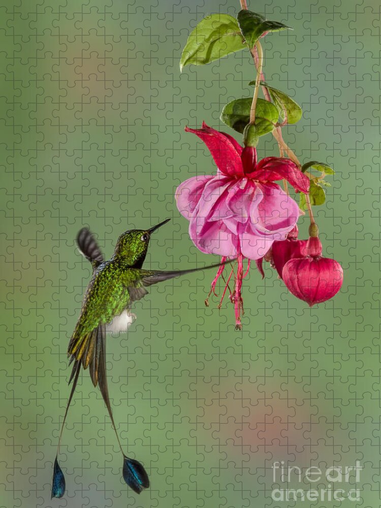 Andies Jigsaw Puzzle featuring the photograph Rackettail Hummingbird Approach by Jerry Fornarotto
