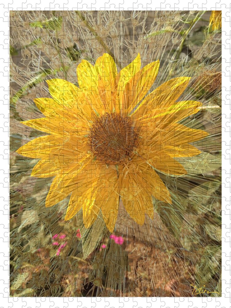 Sunflower Jigsaw Puzzle featuring the photograph Radiant by Peggy Dietz