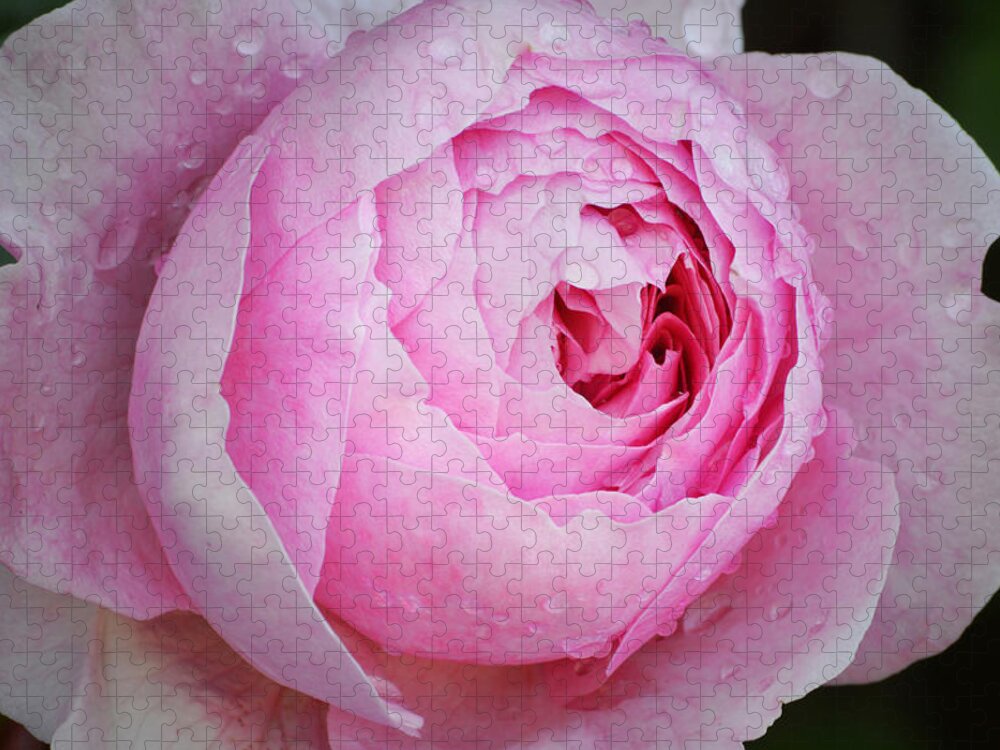 Roses Jigsaw Puzzle featuring the photograph Rain On Pink. by Terence Davis