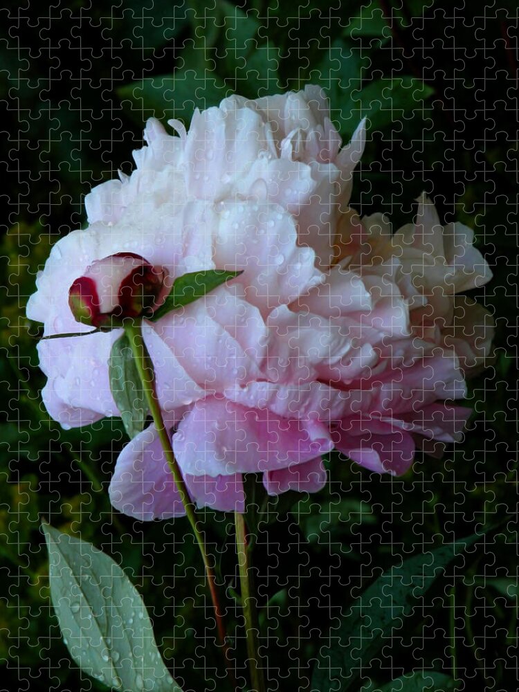 Peony Jigsaw Puzzle featuring the photograph Rain-soaked Peonies by Rona Black