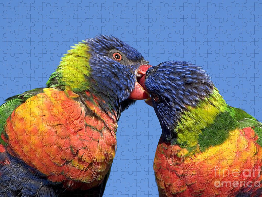 Lorikeets Jigsaw Puzzle featuring the photograph rainbow lorikeets, Canberra, Australia by Steven Ralser