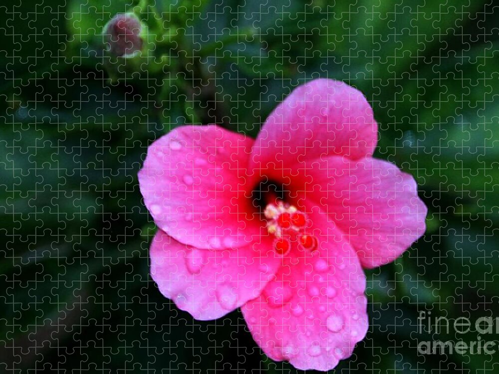 Pink Flower Jigsaw Puzzle featuring the photograph Raindrops by Elizabeth Winter