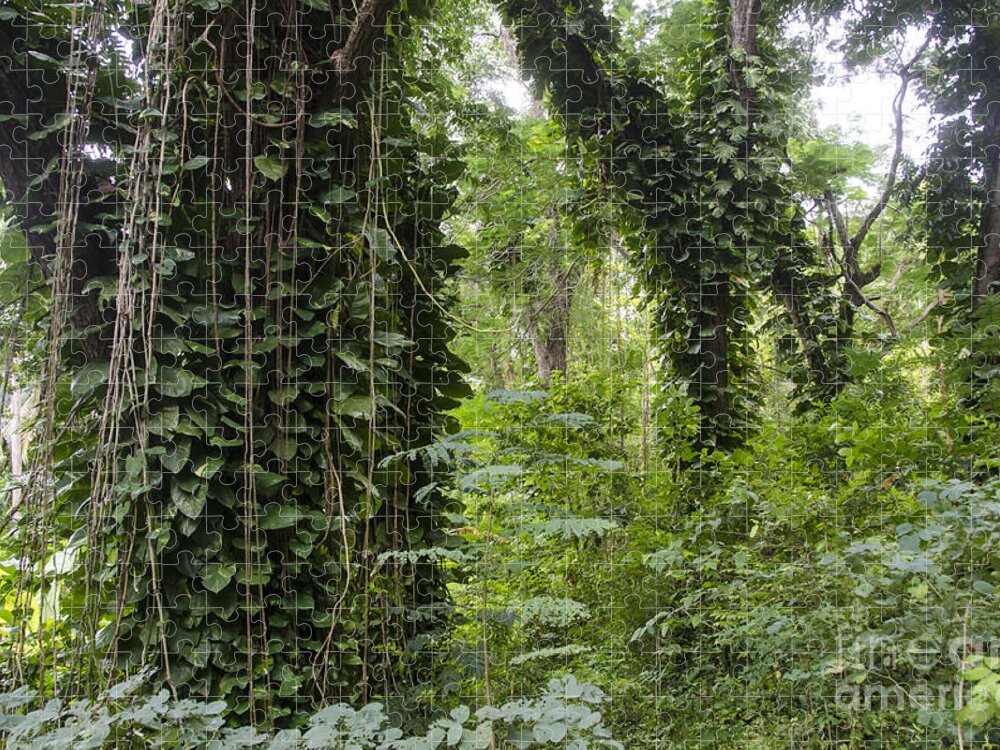 Nature Jigsaw Puzzle featuring the photograph Rainforest, Jamaica by Mark Newman