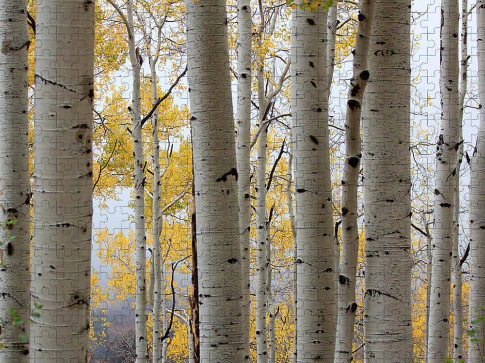 Autumn Colors Jigsaw Puzzle featuring the photograph Rainy Day Aspen by Jim Garrison