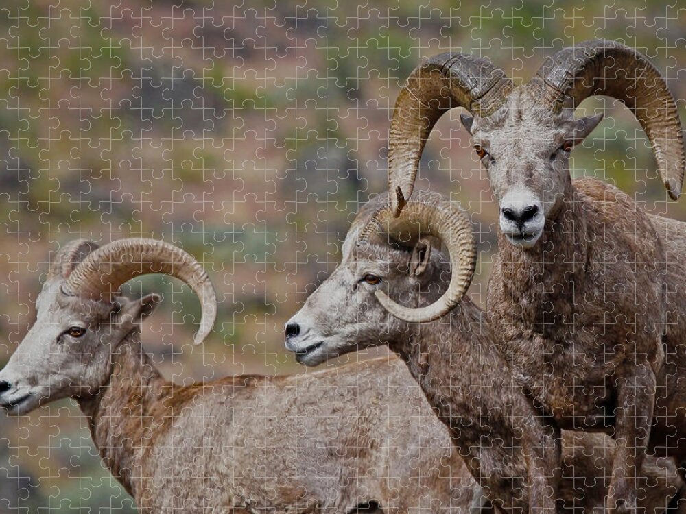 Bighorn Sheep Jigsaw Puzzle featuring the photograph Rams In Three by Athena Mckinzie