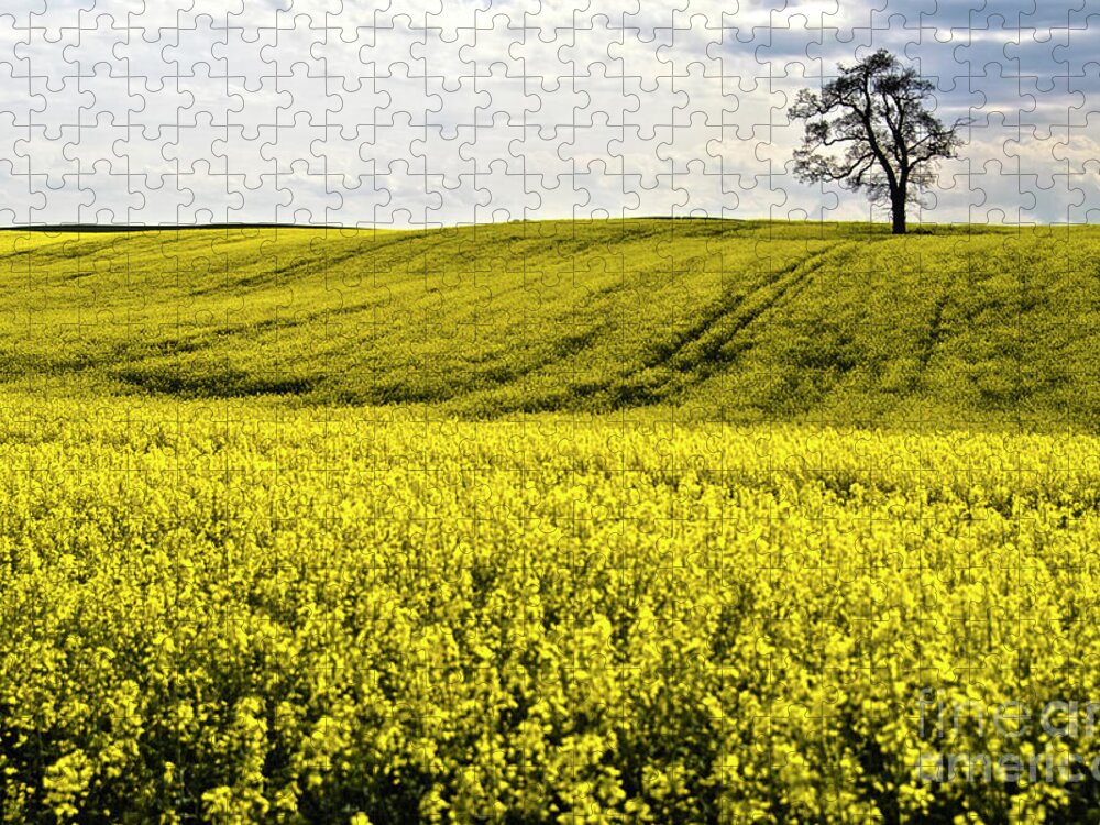 Heiko Jigsaw Puzzle featuring the photograph Rape landscape with lonely tree by Heiko Koehrer-Wagner